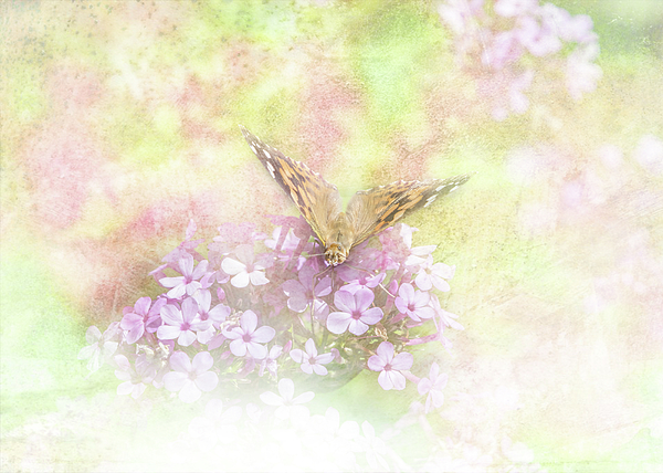 Butterfly Phlox by Patti Deters Butterfly Phlox by Patti Deters