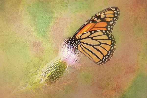 Monarch on Thistle Bloom by Patti Deters Monarch on Thistle Bloom by Patti Deters